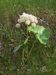 Attēlu rezultāti vaicājumam “Petasites spurius”