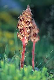 Attēlu rezultāti vaicājumam “Orobanchaceae”
