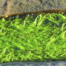 Attēlu rezultāti vaicājumam “Aulacomnium androgynum sporophyte”