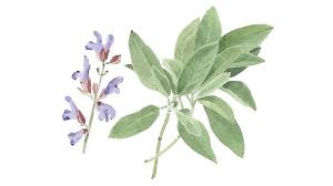 Image result for Salvia officinalis