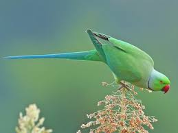 Image result for Psittacula krameri