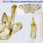 Attēlu rezultāti vaicājumam “Macaria notata”