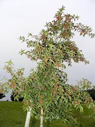 Attēlu rezultāti vaicājumam “Euonymus europaeus leaf”