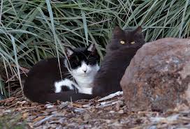 Image result for Black Cat Sac