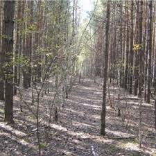 Attēlu rezultāti vaicājumam “Colloderma oculatum spores”