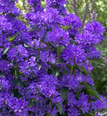 Attēlu rezultāti vaicājumam “Campanula glomerata fruit”