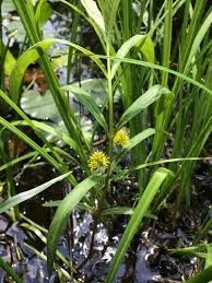 Attēlu rezultāti vaicājumam “Lysimachia thyrsiflora bud”