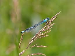 Attēlu rezultāti vaicājumam “Enallagma cyathigerum”