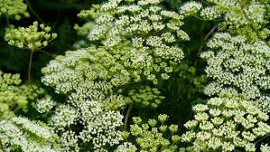 Attēlu rezultāti vaicājumam “Cenolophium denudatum”