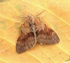 Attēlu rezultāti vaicājumam “Pennithera firmata”