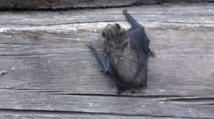 Attēlu rezultāti vaicājumam “Eptesicus nilssonii”