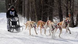 Image result for Team Ice Fire British Sled Dog Racing Team