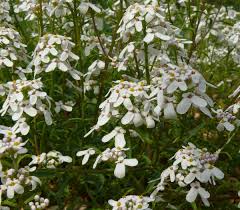 Image result for Iberis amara