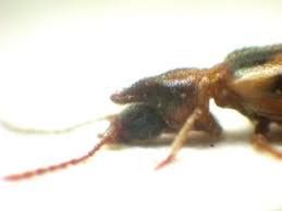 Attēlu rezultāti vaicājumam “Notoxus monoceros”