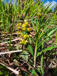 Attēlu rezultāti vaicājumam “Rhinanthus minor”