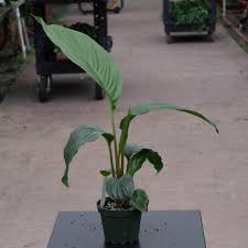Image result for Tacca chantrieri