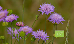 Attēlu rezultāti vaicājumam “Knautia arvensis leaf”