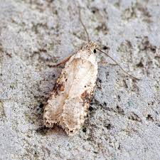 Attēlu rezultāti vaicājumam “Agonopterix alstromeriana”