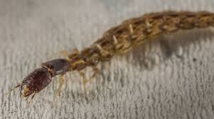 Attēlu rezultāti vaicājumam “Raphidioptera larva”