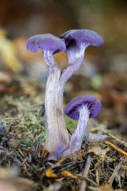 Attēlu rezultāti vaicājumam “Vouauxiomyces santessonii”