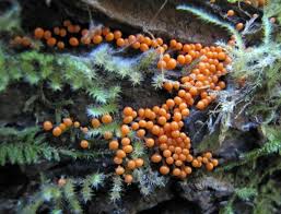 Attēlu rezultāti vaicājumam “Hemitrichia clavata macro”