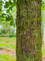 Attēlu rezultāti vaicājumam “Ulmus laevis fruit”