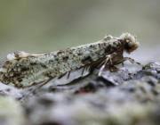 Attēlu rezultāti vaicājumam “Morophaga choragella”