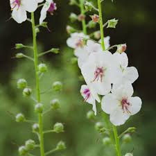 Image result for Verbascum blattaria
