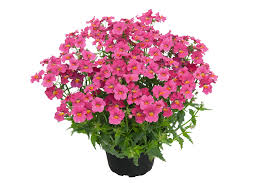 Image result for Elfenspiegel