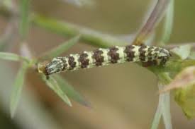 Attēlu rezultāti vaicājumam “Eupithecia linariata”