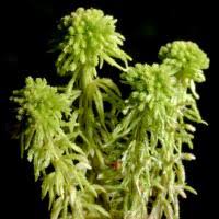 Attēlu rezultāti vaicājumam “Sphagnum wulfianum”