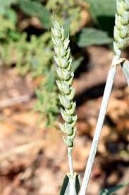 Attēlu rezultāti vaicājumam “Triticum aestivum”