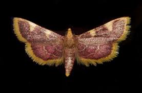 Attēlu rezultāti vaicājumam “Hypsopygia costalis”