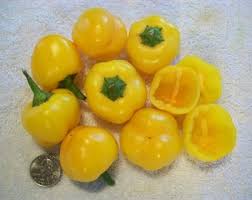 Afbeeldingsresultaat voor thai yellow hot pepper