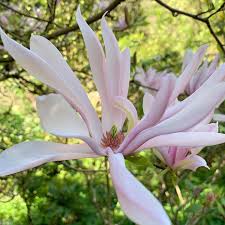 Attēlu rezultāti vaicājumam “Magnolia cylindrica”