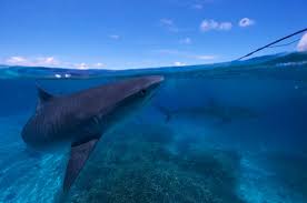 Image result for Galeocerdo cuvier