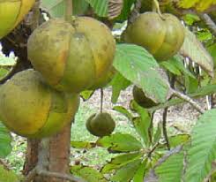 Attēlu rezultāti vaicājumam “Elymus caninus fruit”
