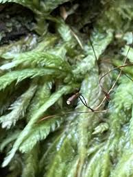 Attēlu rezultāti vaicājumam “Plagiothecium undulatum”