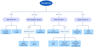 Attēlu rezultāti vaicājumam “Carex chordorhiza”