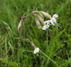 Attēlu rezultāti vaicājumam “Silene nutans flower”