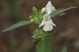 Image result for Galeopsis segetum