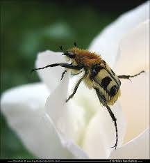 Attēlu rezultāti vaicājumam “Trichius fasciatus imago”