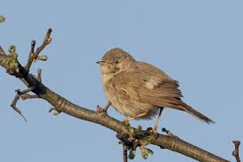 Image result for Sylvia nana