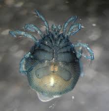 Attēlu rezultāti vaicājumam “Hydrachna”