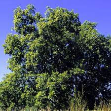 Attēlu rezultāti vaicājumam “Carya ovata”