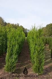 Attēlu rezultāti vaicājumam “Thuja plicata”