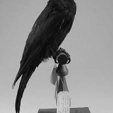 Attēlu rezultāti vaicājumam “Dryocopus martius adult”