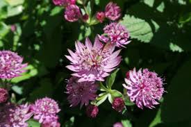 Attēlu rezultāti vaicājumam “Astrantia major fruit”
