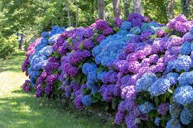Attēlu rezultāti vaicājumam “Hydrangea”