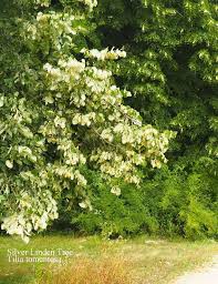 Attēlu rezultāti vaicājumam “Tilia tomentosa flower”